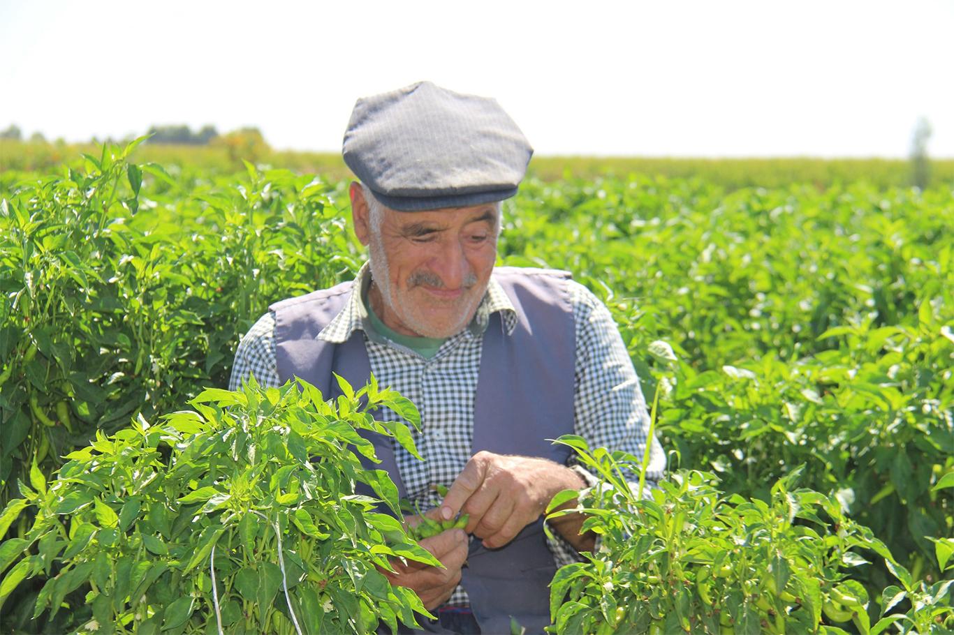 "Stran ve kilam" söyleyerek hasat yapıyor "Stran ve kilam" söyleyerek hasat yapıyor
